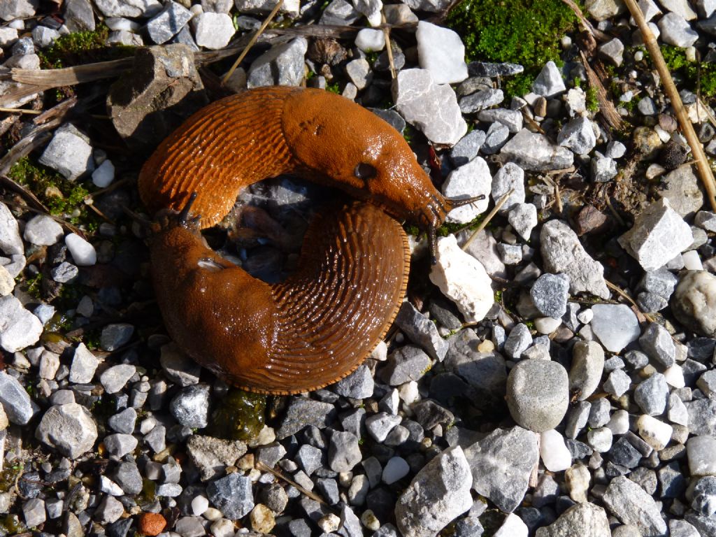 Molluschi da Limone Piemonte